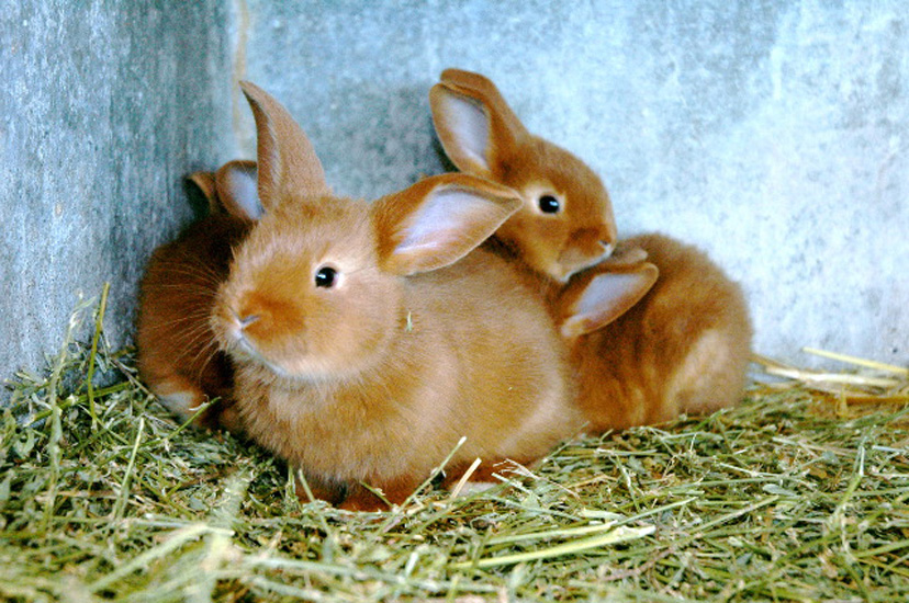 animaux002.jpg
