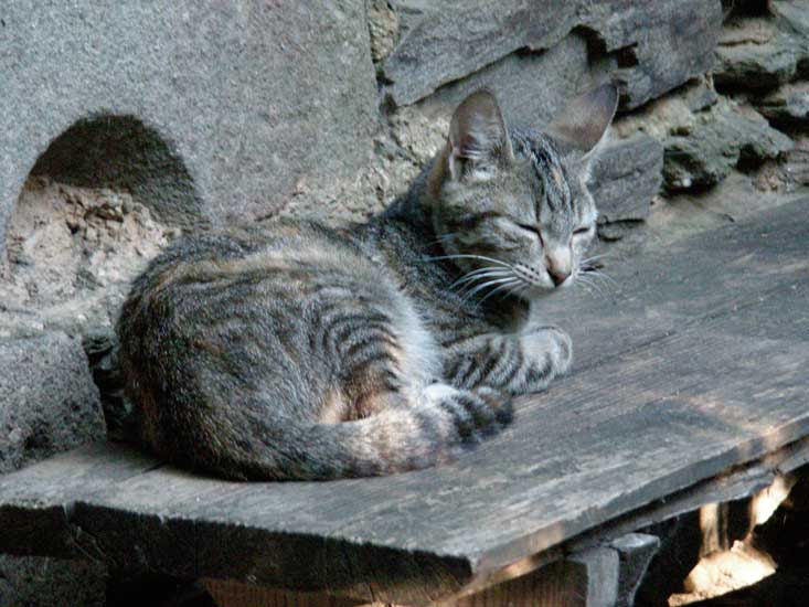 animaux003.jpg
