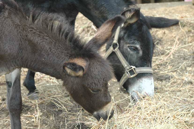 animaux004.jpg