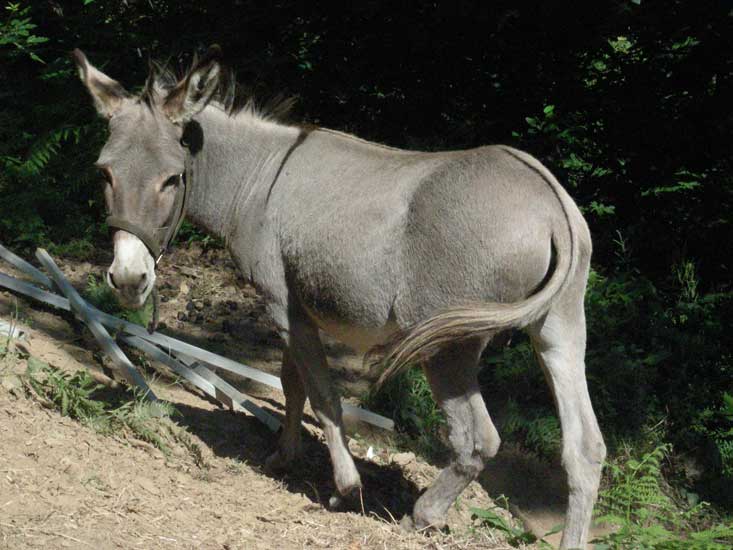 animaux006.jpg