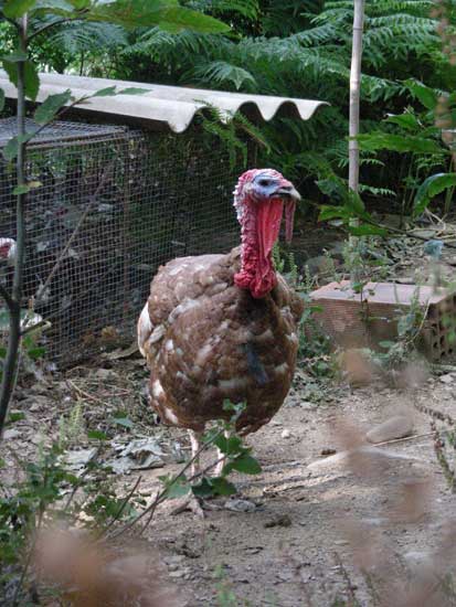 animaux007.jpg