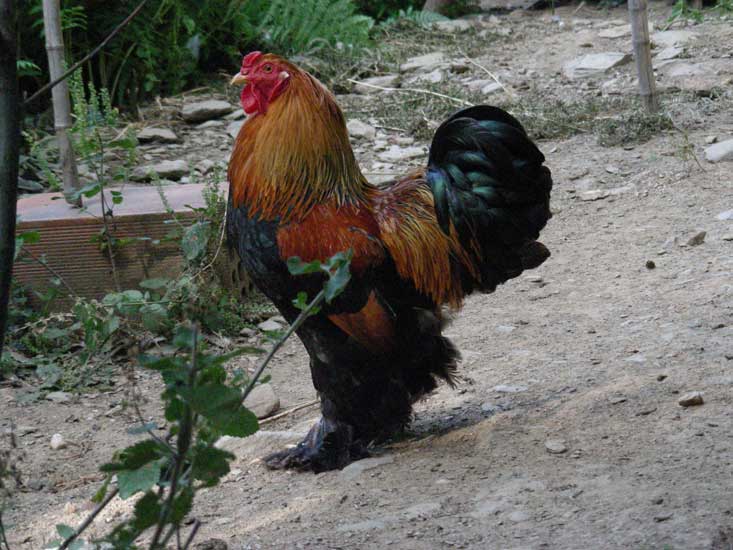 animaux008.jpg