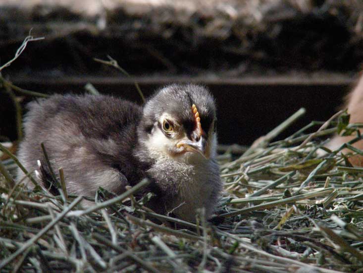 animaux009.jpg