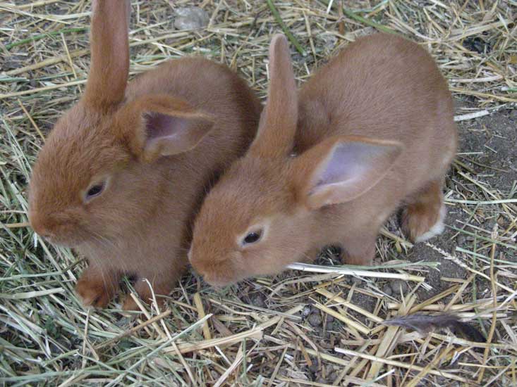 animaux010.jpg
