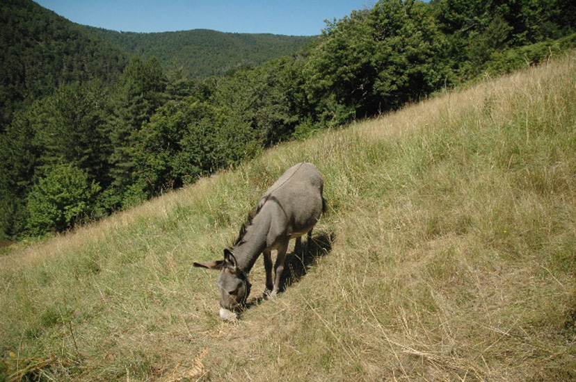 animaux012.jpg
