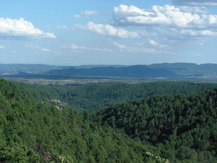 foret002.jpg