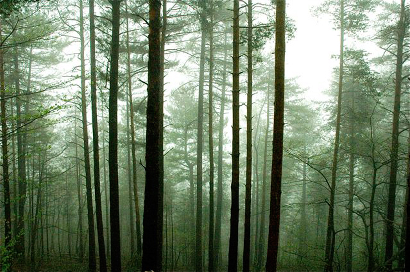 foret004.jpg