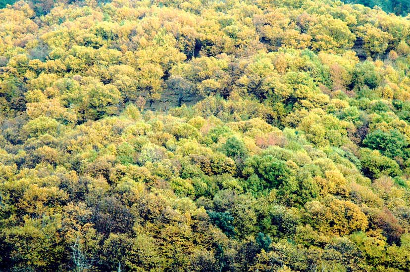 foret005.jpg