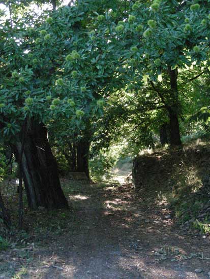 foret006.jpg