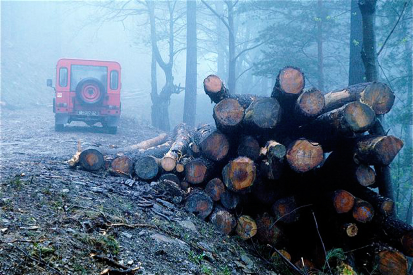 foret007.jpg