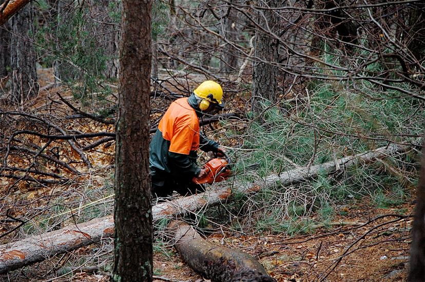 foret008.jpg