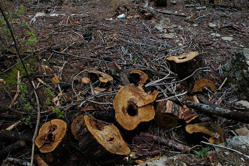 foret009.jpg