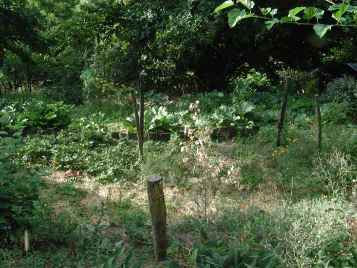 jardin002.jpg