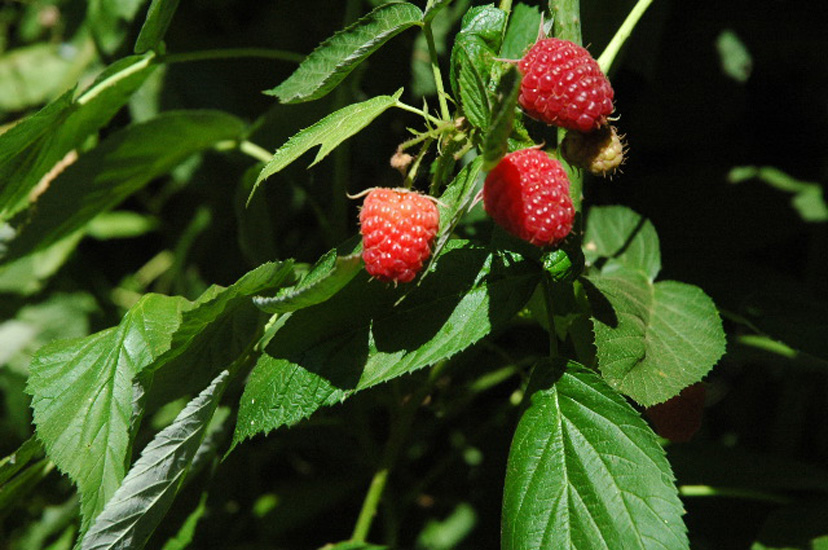 jardin003.jpg
