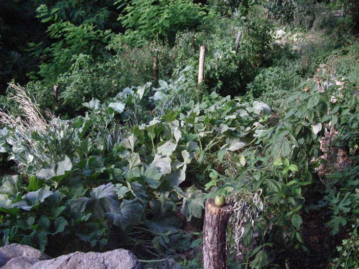 jardin004.jpg