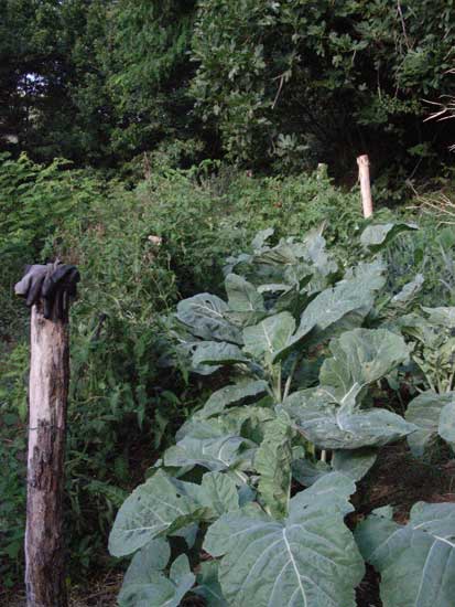 jardin005.jpg