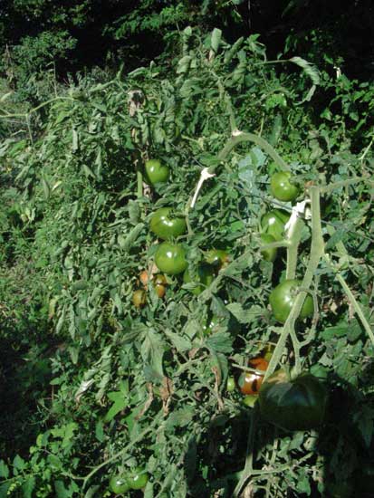 jardin006.jpg