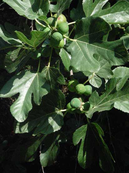 jardin007.jpg