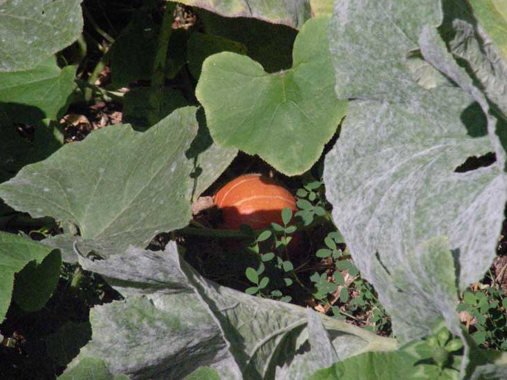 jardin008.jpg