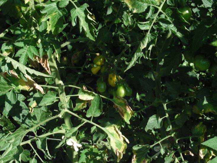 jardin009.jpg
