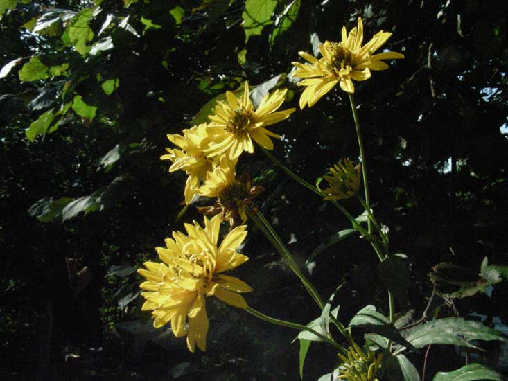 jardin010.jpg