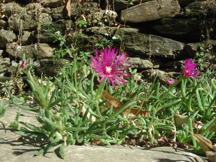 jardin011.jpg