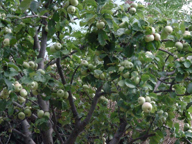 jardin013.jpg
