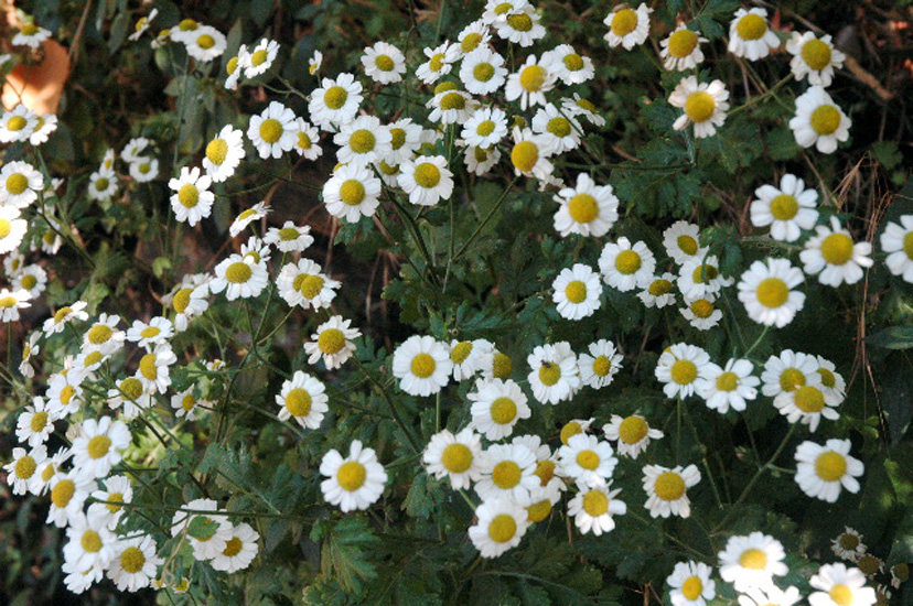 jardin016.jpg