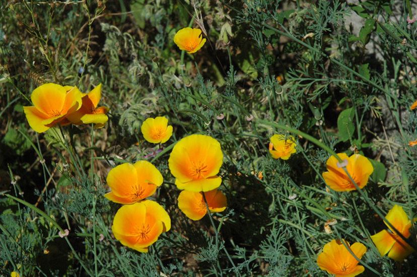 jardin017.jpg