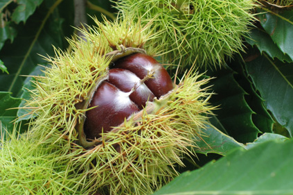 jardin018.jpg